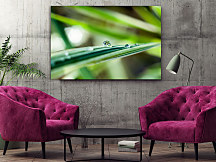 Obraz Rosa na liste 1680